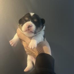 Boy 3 - Black and tan male Pembroke Welsh Corgi puppy in Ocala, Florida from Dolan Farms Corgis