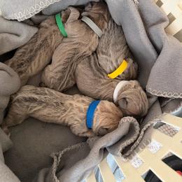 Girl 4 - Fawn female Cane Corso puppy in Briggs, Texas from Capital City Corso’s