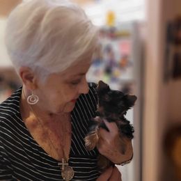 Yorkshire Terrier Puppies from Wendy's AKC Darlings Hudson Valley