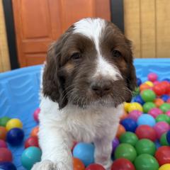 Saint Berdoodle Puppies from Gentle Giant Saint Berdoodles