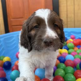 Saint Berdoodle Puppies from Gentle Giant Saint Berdoodles