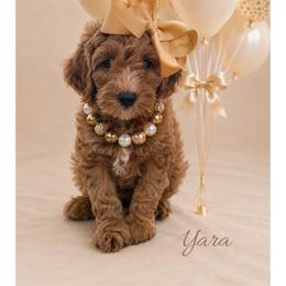Yara - Red  female Goldendoodle puppy in State Road, North Carolina from Must Love Doodles