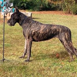 Appilachia - Great Dane