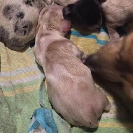 TBD - Cream female Dachshund puppy in Mobile, Alabama from Mobile Mini Dachshunds