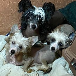 Chihuahua and Chinese Crested Puppies from Western Kentucky Chihuahua’s and Chinese Crested’s