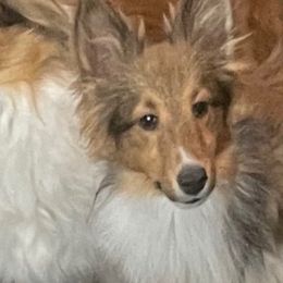 Stella - Shetland Sheepdog