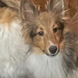 Stella - Shetland Sheepdog