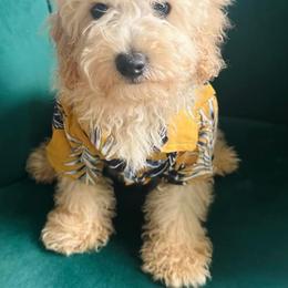 Poodle Puppies from Tiny Toy Poodles