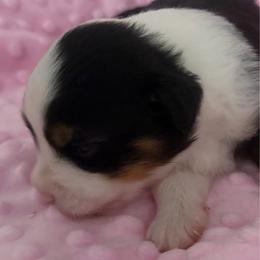 Snickers - Black tri female Miniature American Shepherd puppy in Winkler, Texas from Red Rock