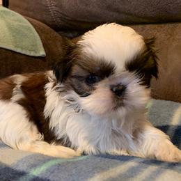 Shih Tzu Puppies from Willow Lane Shih Tzus