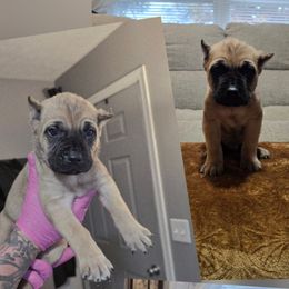 Patch - Fawn male Cane Corso puppy in Elkhart, Indiana from Martins Almighty Cane Corsos