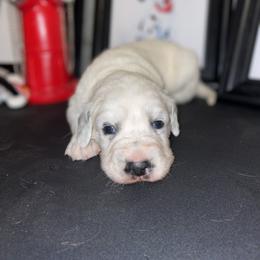 Dalmatian Puppies from Clarks 101 Dalmatians