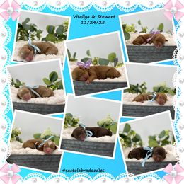 Boy 2 - Caramel red male Australian Labradoodle puppy in Elk Grove, California from Sacto Labradoodles