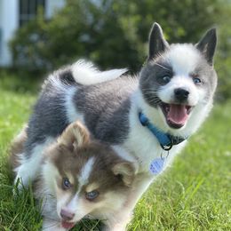 Pomskies and Siberian Huskies from Kristie’s Husky Haven