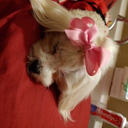 Pi-Pi - Maltese
