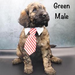 Green - Sable male Goldendoodle puppy in Maryville, Tennessee from Twin City Doodles
