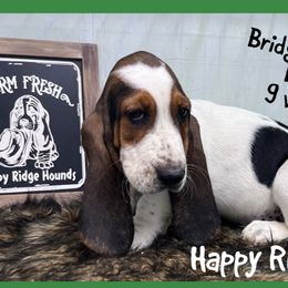 Benedict - Black brown and white male Basset Hound puppy in Mebane, North Carolina from Happy Ridge Hounds