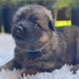 Jonagold - Sable male German Shepherd puppy in Oakland, Oregon from VHM German Shepherds