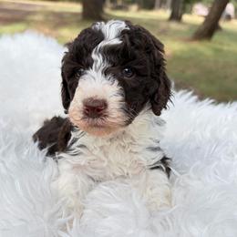 Remi Light pink collar - Brown female Poodle puppy in Clarkston, Washington from Doodle & Poodle Palace