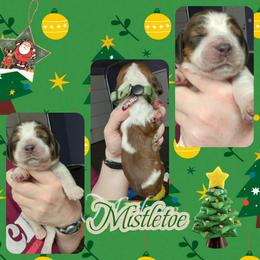 Mistletoe - Liver white and tan female English Springer Spaniel puppy in Westover, Maryland from Sterling's springer Haven