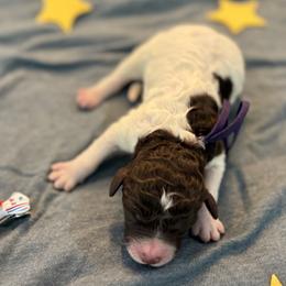 Artemis - Chocolate female Goldendoodle puppy in Camden, North Carolina from Oopsie Doodles of NC