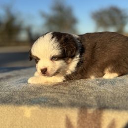 Cowgirl - Red female Pembroke Welsh Corgi puppy in Stephenville, Texas from Rising JM Pembrokes