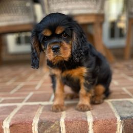 Cavalier King Charles Spaniel Puppies from Carter Woods Cavaliers