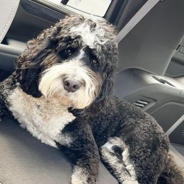 Bernedoodles from Pavey’s Doodle & Berner Babies