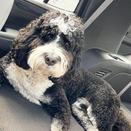 Bernedoodles from Pavey’s Doodle & Berner Babies