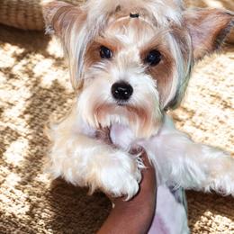 Princess Onyx - Yorkshire Terrier