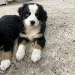 Tail Breeze - Black tri female Miniature American Shepherd puppy in Central Islip, New York from Fifth Avenue Australian Shepherds