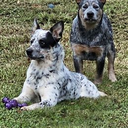 Australian Cattle Dog puppies from Tailwynd Kennels