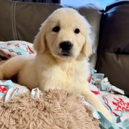 Reserved - Light golden female Golden Retriever puppy in Spanaway, Washington from 11 Oaks Kennels