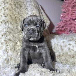 Lilac collar - Gray female Cane Corso puppy in Fairfield, California from Royal Class Kennels