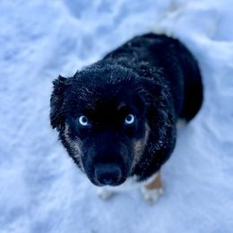 Raven - Miniature Australian Shepherd