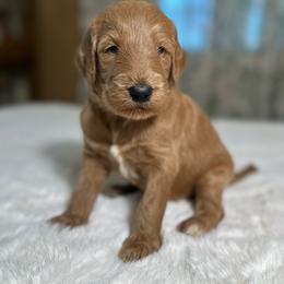 Huckleberry - Red  male Goldendoodle puppy in Osage City, Kansas from Golden Ridge Goldens