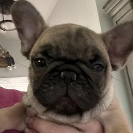 Teddy Bear - Fawn male French Bulldog puppy in Alabama from Rathbone Bulldogs