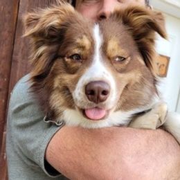 Miniature Australian Shepherds from Maxwell's Mini Aussies