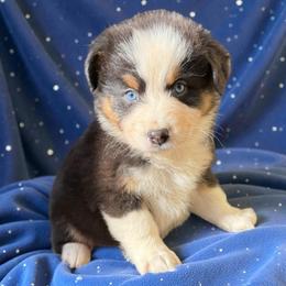 Cooper Lara - Black tri-color male Australian Shepherd puppy in Statesville, North Carolina from Charming Australian Shepherds