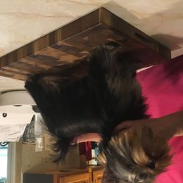 Yorkshire Terrier Puppies from Bricriu Kennels, Reg.