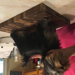 Yorkshire Terrier Puppies from Bricriu Kennels, Reg.