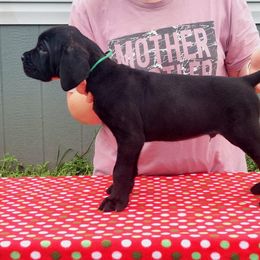 Boy 1 - Cane Corso puppy in Bryan, Texas from Lone Star Cane Corso