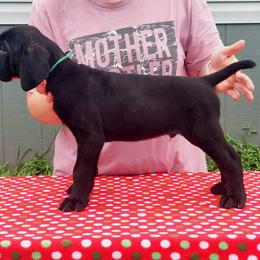 Boy 1 - Cane Corso puppy in Bryan, Texas from Lone Star Cane Corso