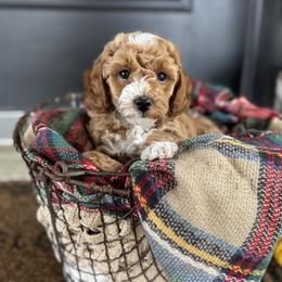 Cora - Buff and white female Cockapoo puppy in Ephrata, Pennsylvania from Windy Ridge Cockapoos
