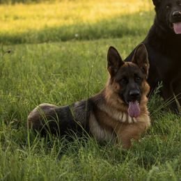 Zazu - German Shepherd