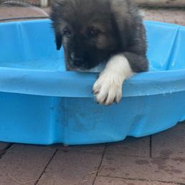 Caucasian Shepherd Dog and Poodle Puppies from Great Strength