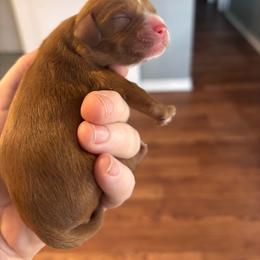 Rusty - Ruby male Cavalier King Charles Spaniel puppy in Lambertville, Michigan from Dream Dog LLC
