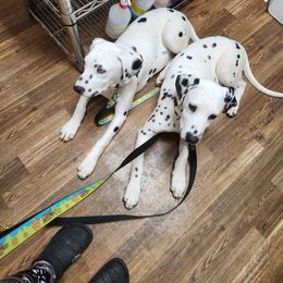 Dalmatian Puppies from America's Dalmatian Friends