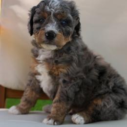 Bernedoodle Puppies from Little Diamond Doodles