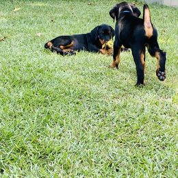 Doberman Pinscher Puppies from TeatreeDoberman